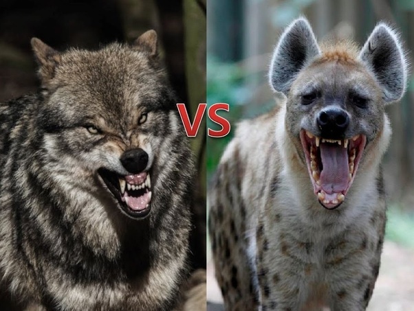 老虎狼群vs狮子鬣狗群,雄狮群与鬣狗群展开大战