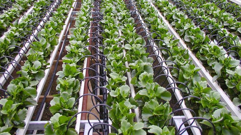 澳洲农田浇水方法,澳洲农业条件