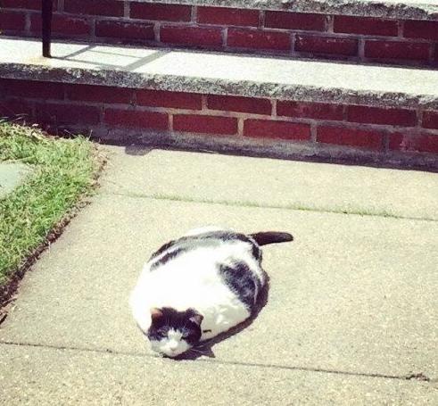 众所周知猫是液体,众所周知猫的缺点