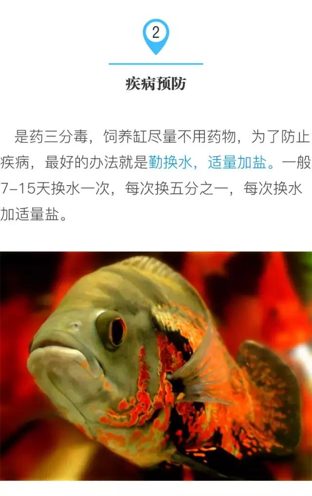 养地图鱼的正确方法,如何养好地图鱼