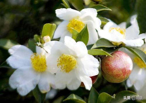 诚壹科普：山茶花树，茶叶树，茶油树傻傻分不清楚？关注我不迷路