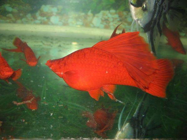 买回的观赏鱼有应激反应怎么办,新买的观赏鱼怎么预防生病