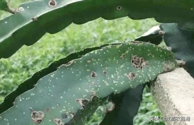 火龙果种植技术浇几次水,火龙果的种植技术果皮发黑