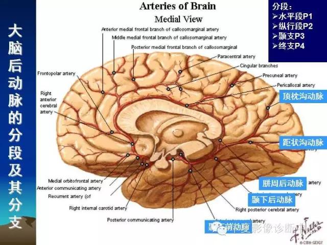 小脑血管解剖分段,脑血管影像解剖讲解