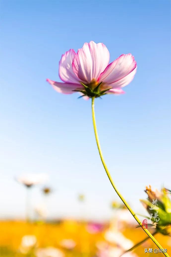 春风十里不如你,这些花海在国庆期间盛放,不要错过了