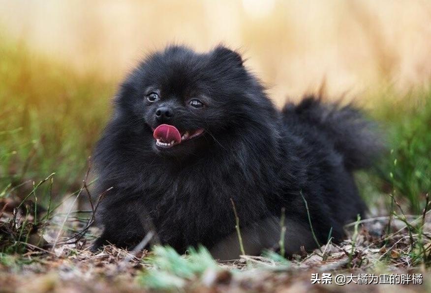 博美为什么不听主人话就叫,博美各种行为代表什么