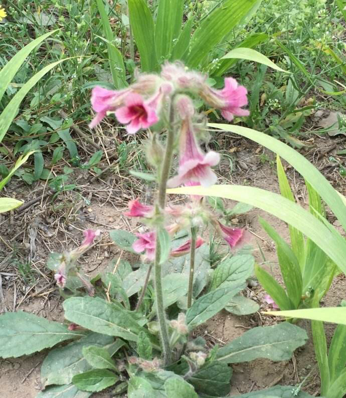 鲜地黄是什么,中药材鲜地黄