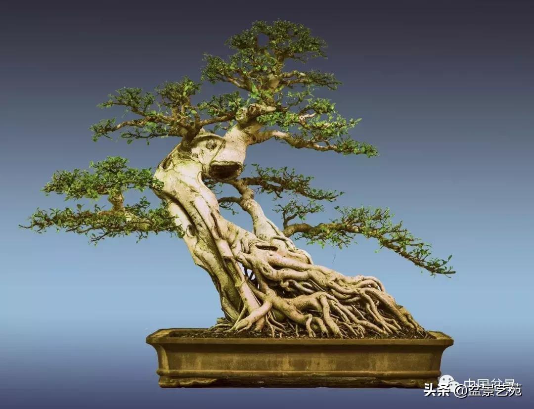 陈文图榕树欣赏,陈文图盆景