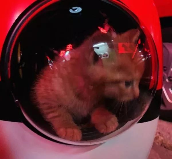 新手铲屎官怎么养猫,新手铲屎官养猫知识