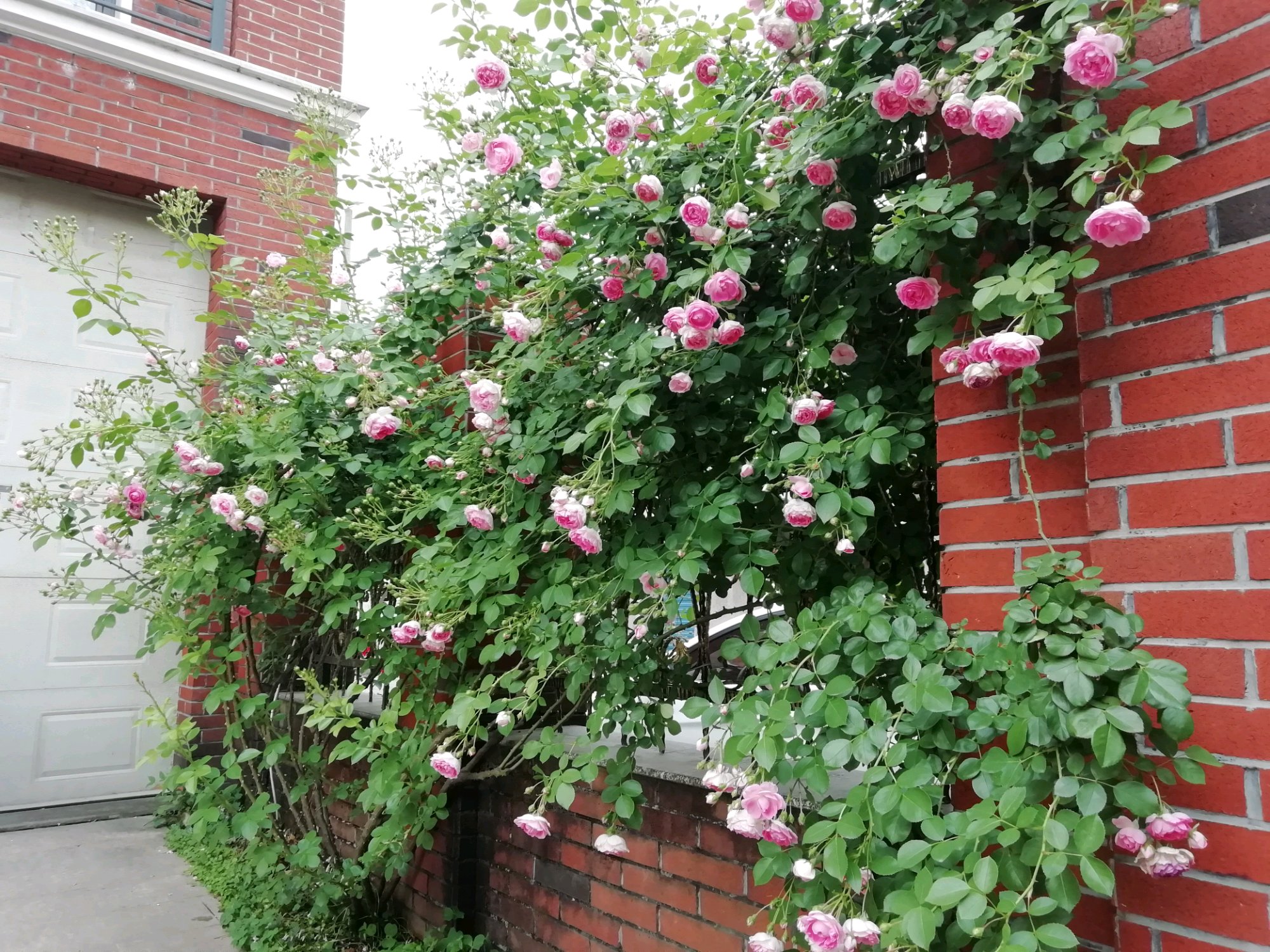 藤本月季冬季修剪时间及方法,藤本月季冬季如何修剪枝