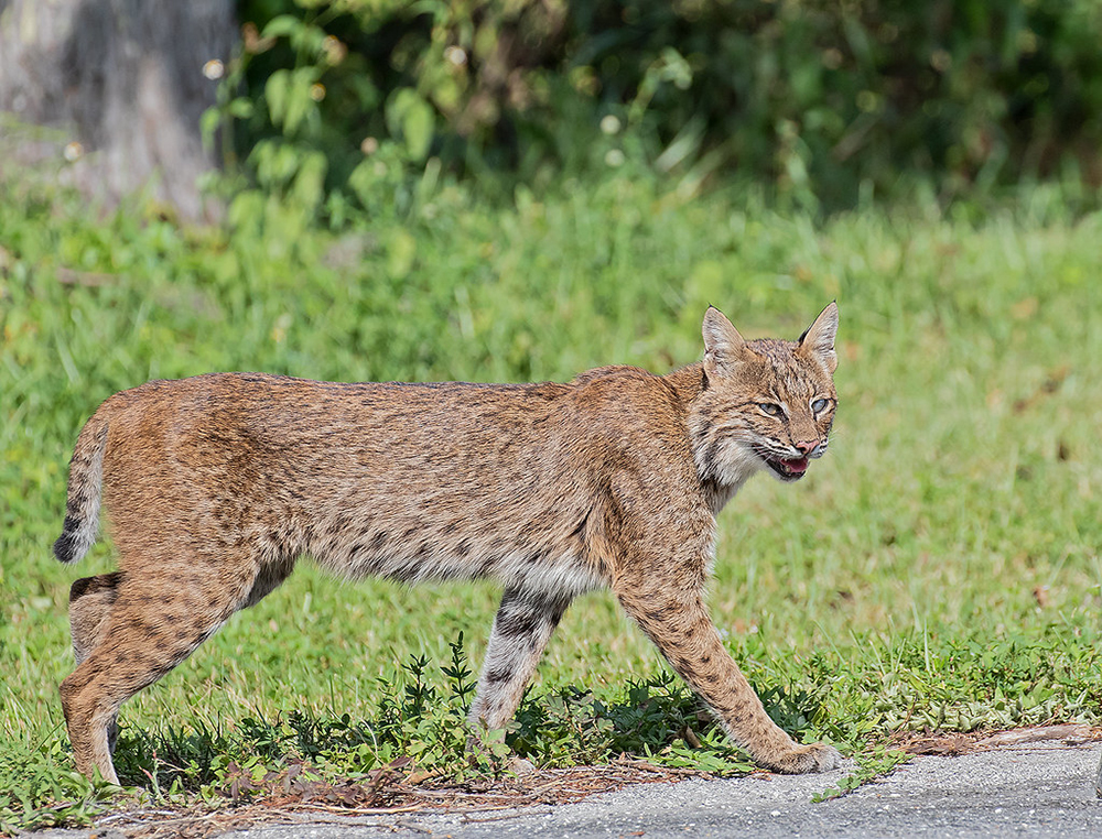 海狸鼠vs猞猁,狐狸对战猞猁