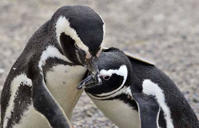 奇特现象:150万只企鹅离开南极,不远万里,就是为了在非洲生活
