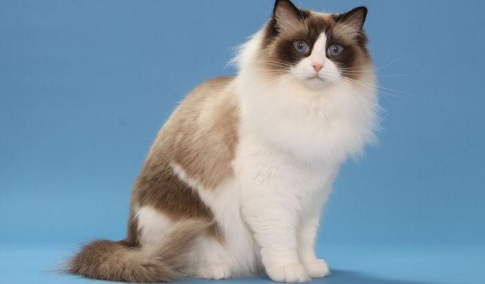 布偶猫加菲猫波斯猫,伯曼猫和暹罗猫的区别是什么图片