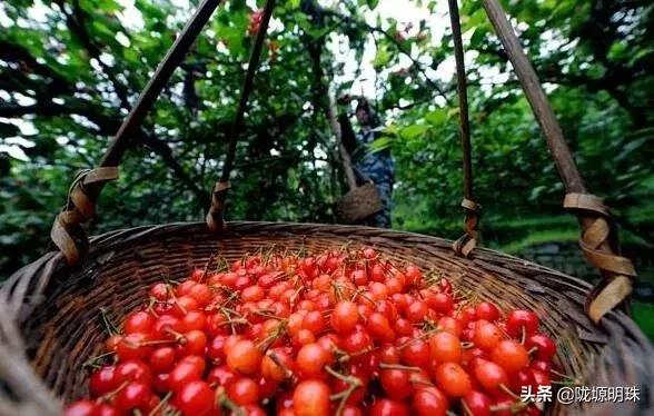 西安摘樱桃的地方推荐附近,西安周边摘樱桃去哪里