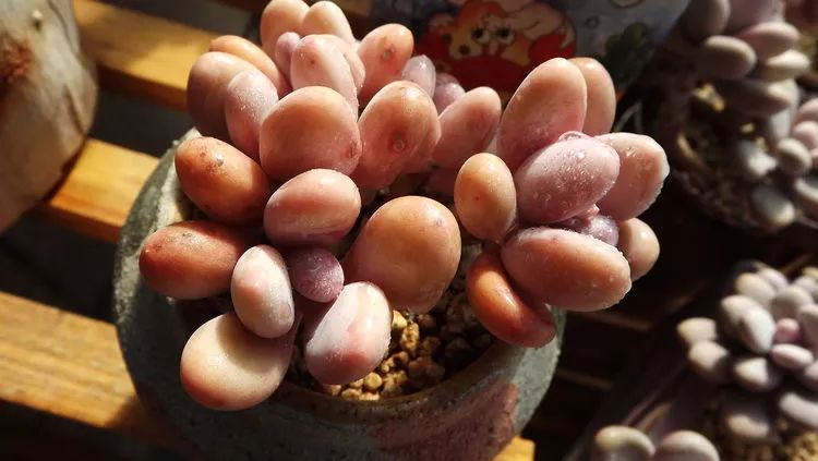 爱机车,爱多肉,宝妈花姐的诗和远方