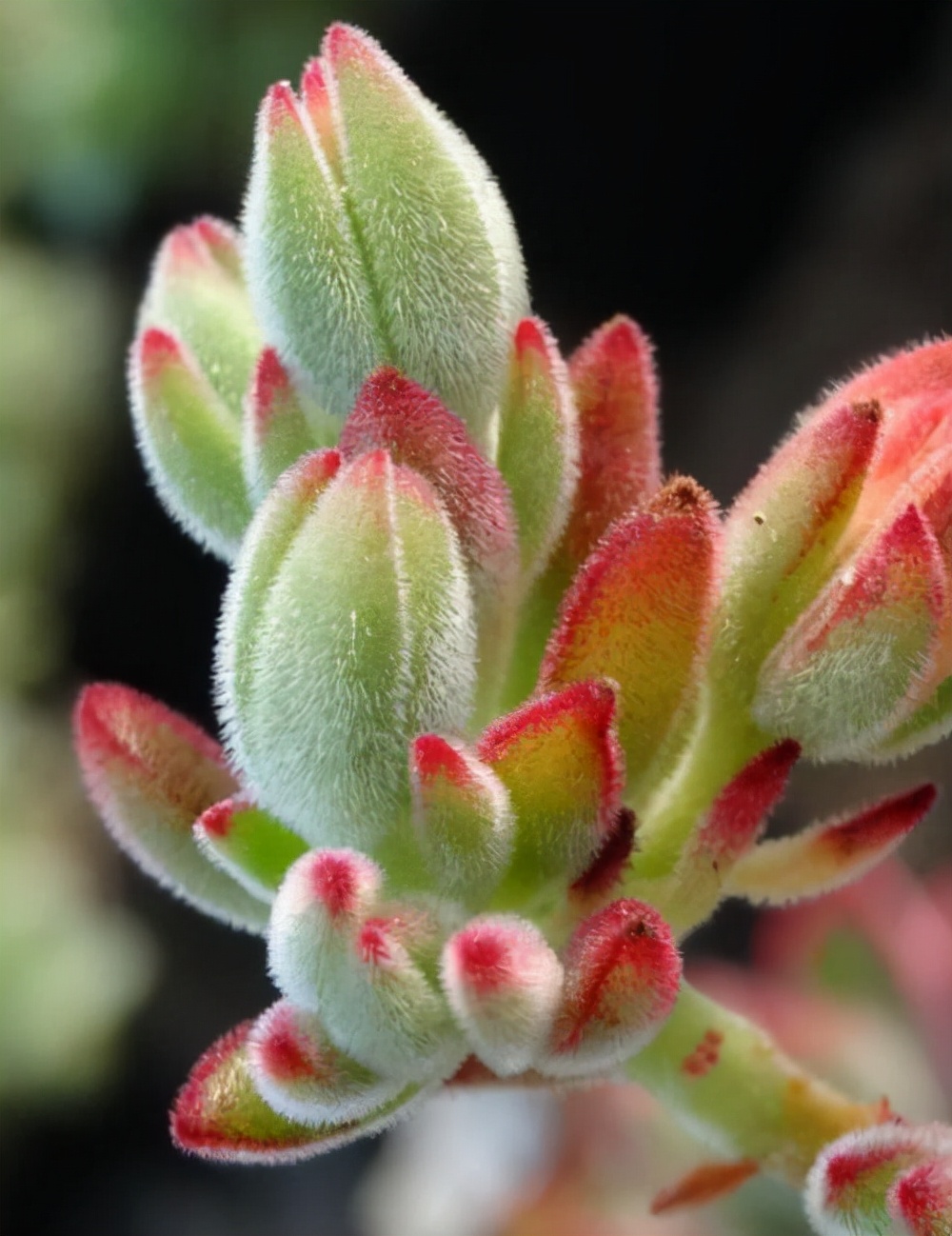 多肉植物的养殖方法大全,多肉植物最佳养殖方法图片