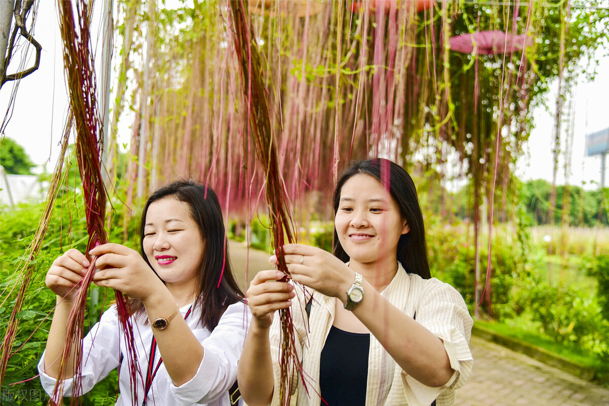 园林人需要知道的85个花卉知识,园林花卉的种类及图片