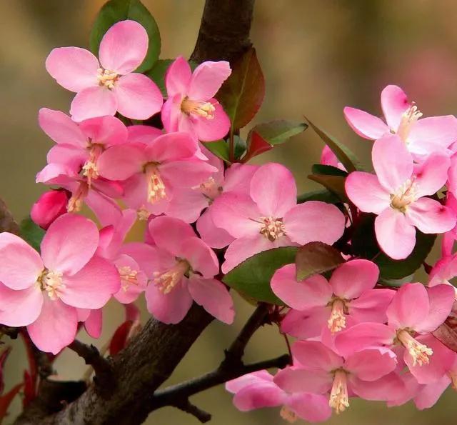 在花园里种什么草,在花园里种什么花最好