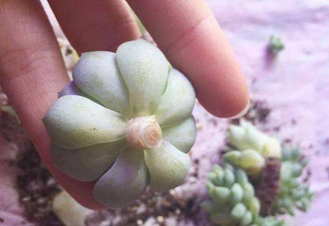 多肉叶子皱巴巴的怎么回事,三色堇多肉叶片皱巴巴了怎么办