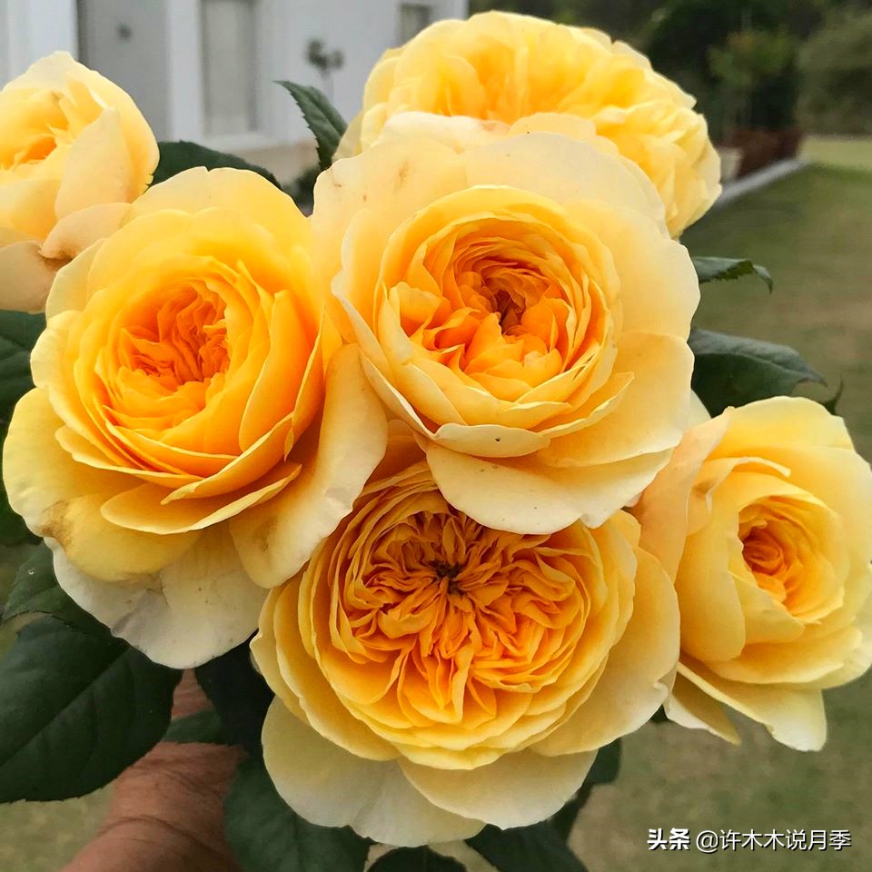 月季生病了用什么药效果好,月季可以打什么药预防