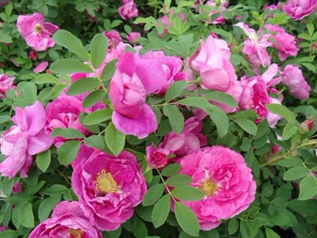 月季玫瑰分不清的意思,月季跟玫瑰的区别哪个好养