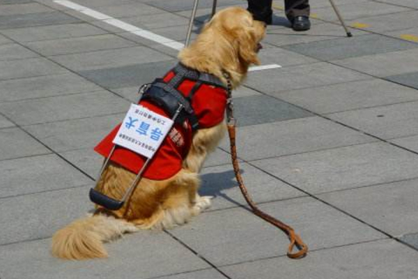 导盲犬大部分都是金毛么,金毛和拉布拉多哪个更适合导盲犬