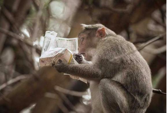 印度猴子泛滥成灾怎么处理,印度猴子泛滥成灾