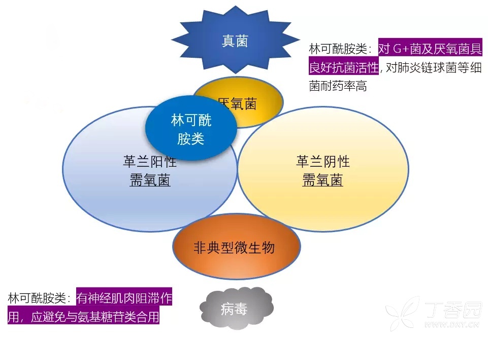 定期复习：各大类型抗生素抗菌谱，看完这个受益匪浅