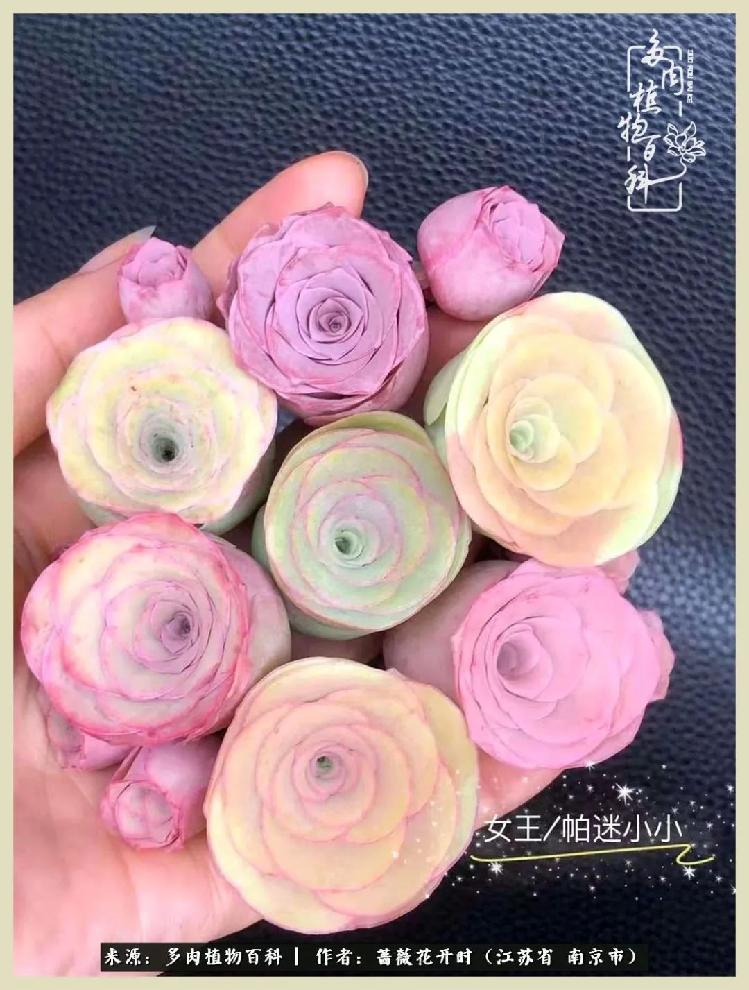 又见颜的妩媚，色的诱惑！这些山地玫瑰礼盒惊艳了眼眸