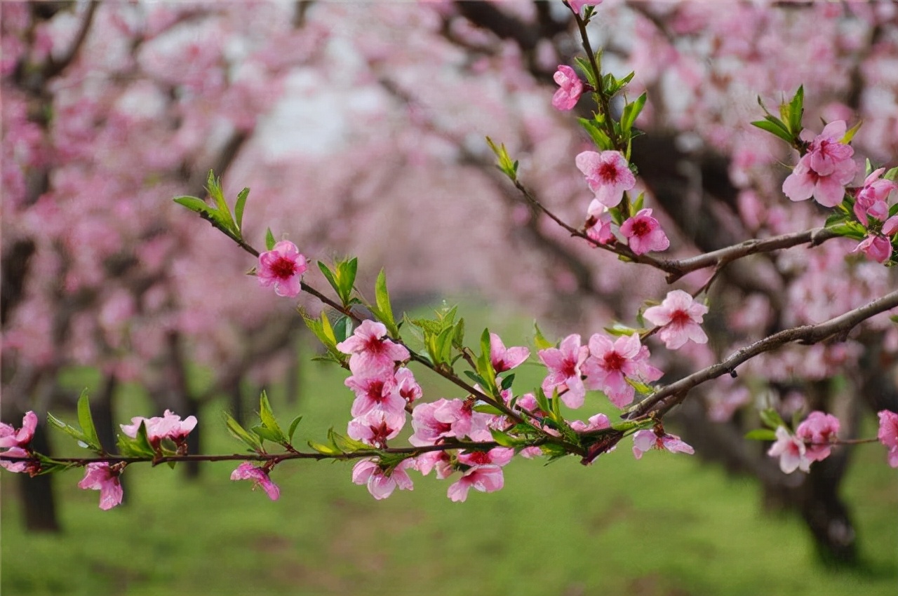 古代四大美男潘安到底有多帅,潘安被称为四大美男子