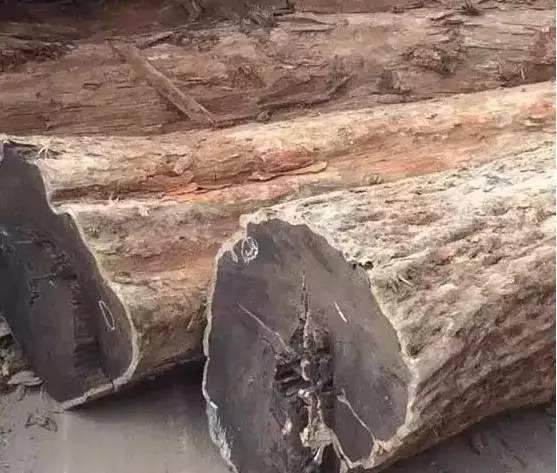 四川出土金丝楠阴沉木,金丝楠阴沉木出土现场