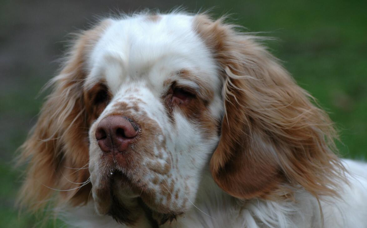 最齐全的狗狗品种介绍及图片,带你了解一下常见狗狗的品种