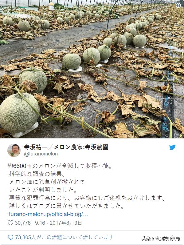 日本西瓜200人民币一个?这背后不为人知的是……|地球知识局