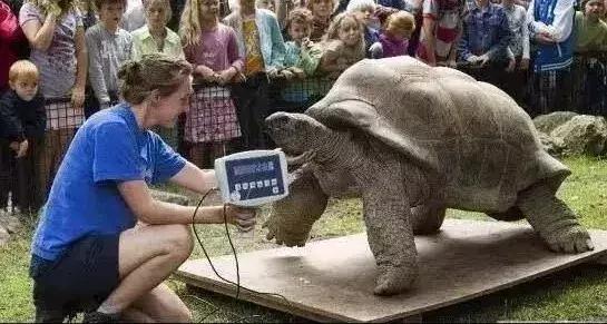 世界十大不寻常宠物,全球最稀有的宠物