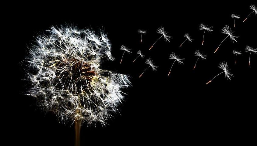 野生蒲公英抑制癌细胞吗,野生蒲公英能治疗癌症吗