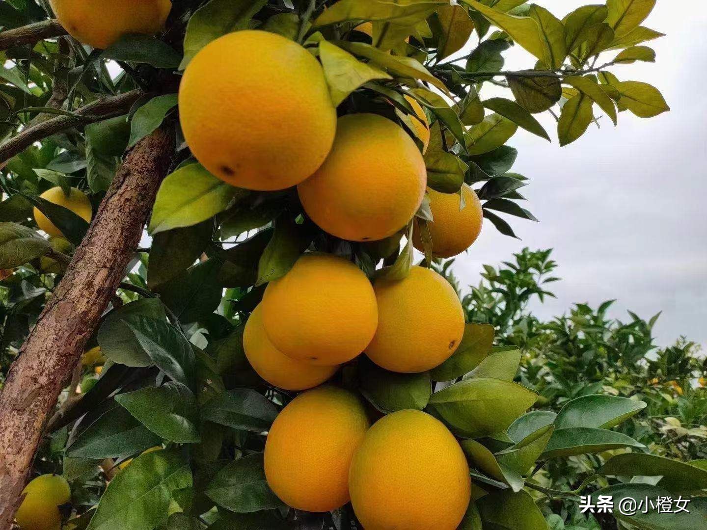 今日赣南脐橙多少钱一斤,2021年今年赣南脐橙价格多少