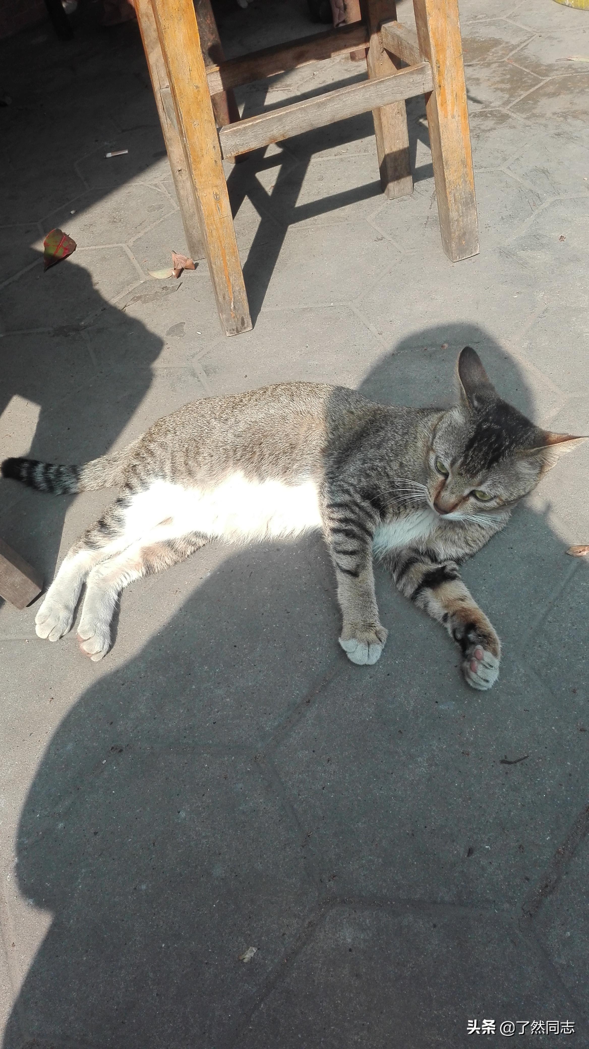 我家六只猫的自我介绍,我家六只猫视频