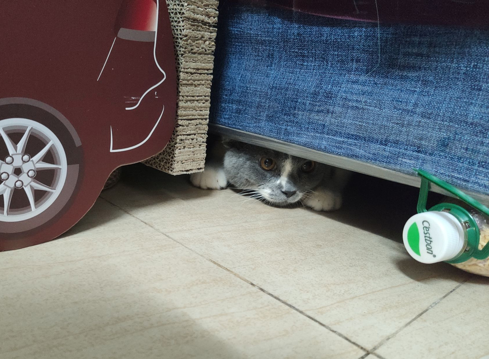 铲屎官新手养猫,铲屎官必懂的养狗知识