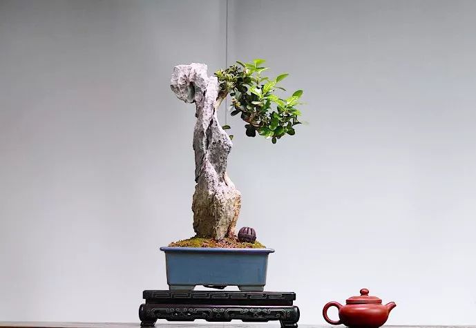 制作更加自然的附石盆景该怎么办,如何制作附石盆景图解