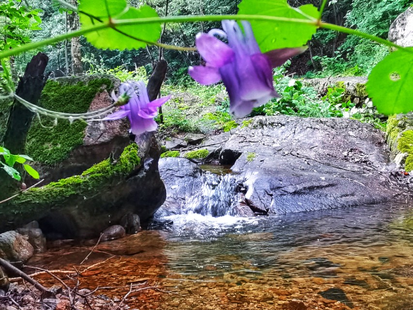 驼梁七月草原美，金莲妖娆入画里/郝贵云