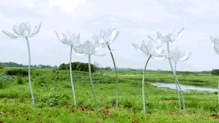 双流空港花田最新进展,双流空港花田开放了吗最新回复