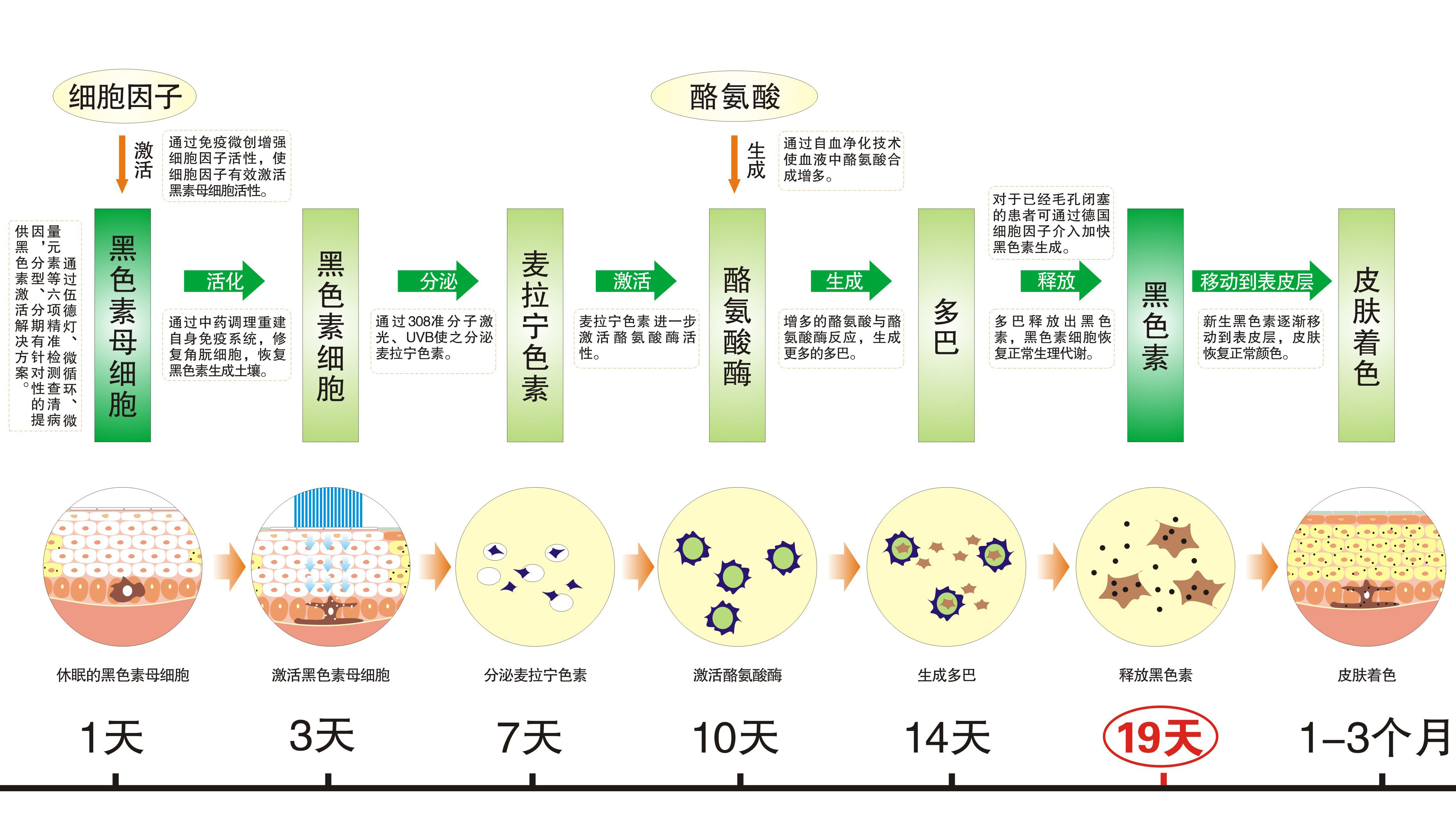 vc为什么可以让皮肤变嫩,vc护肤品对皮肤的作用与功效