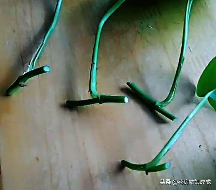 一盆快死的“绿萝”，重新让它变的枝繁叶茂，看看是怎么做到的！