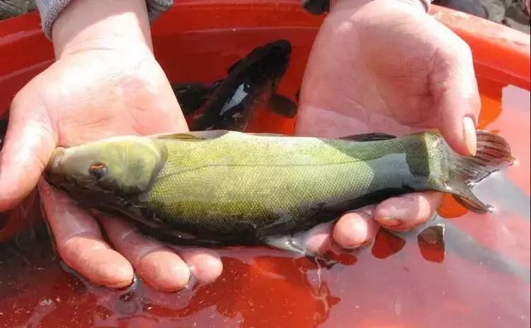 怎么预防鱼病最好方法,预防鱼病最好的办法观赏鱼