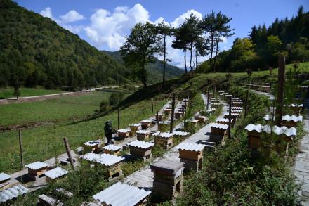 秦岭里飞出的“土蜂蜜”-------陕西省龙草坪林业局发展中蜂见闻