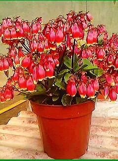 宫灯长寿花重瓣,小宫灯长寿花精品