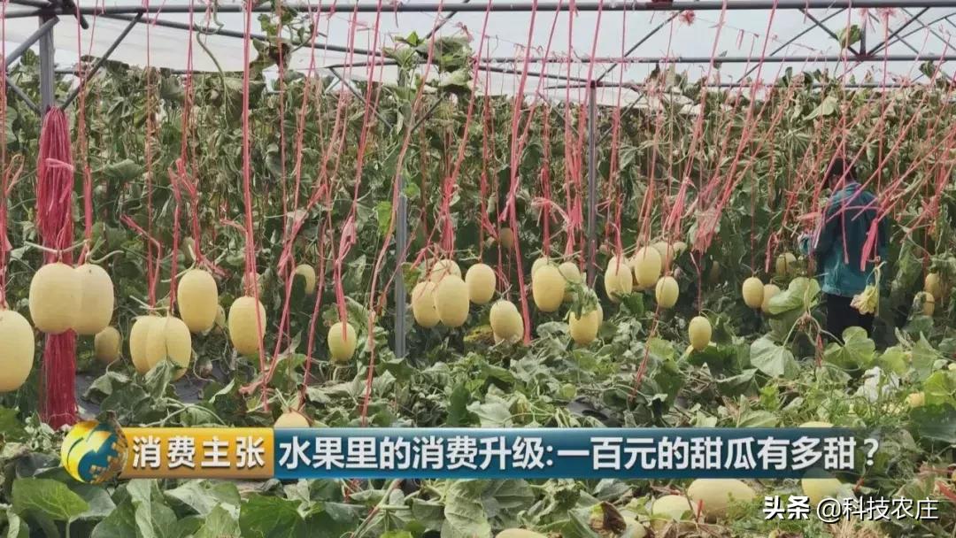 甜瓜最好卖的有哪些品种,菠萝猕猴桃芒果甜瓜什么最贵