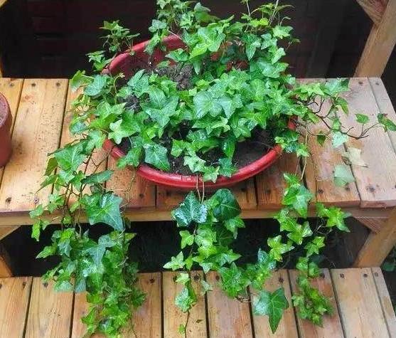 在家养花里面浇点简单的什么,家庭养花可以浇橘子皮水吗