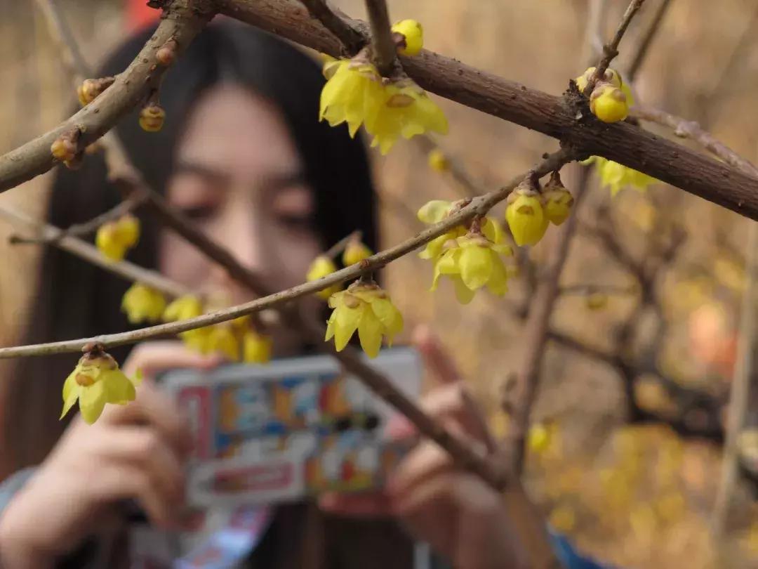 天津赏花好玩的公园,天津东丽湖哪里可以赏花