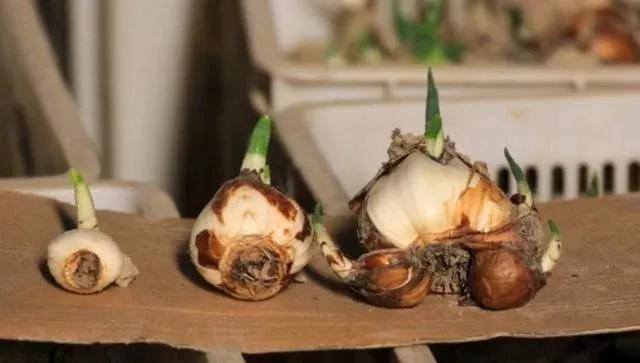 水仙花叶子发黄的原因和解决方法,水仙花开花后叶子发黄怎么办